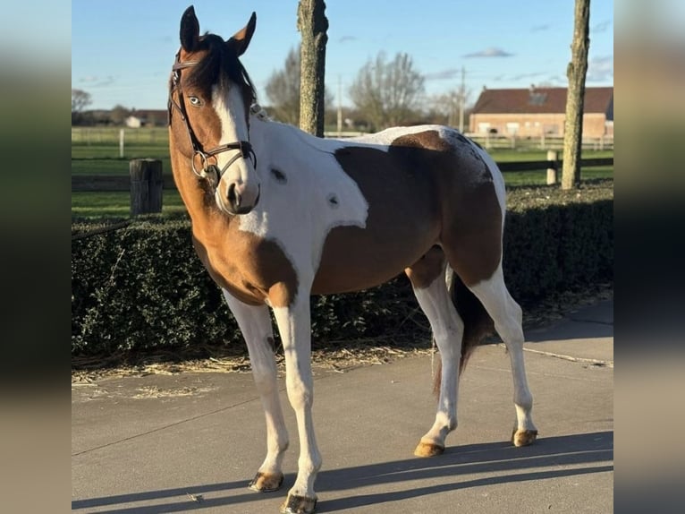 Meer ponys/kleine paarden Hengst 5 Jaar 145 cm Gevlekt-paard in Sierniki