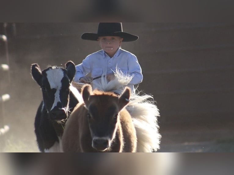 Meer ponys/kleine paarden Hengst 7 Jaar 86 cm Palomino in Stephenville