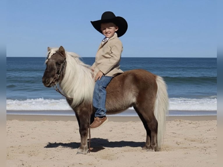 Meer ponys/kleine paarden Hengst 7 Jaar 86 cm Palomino in Stephenville