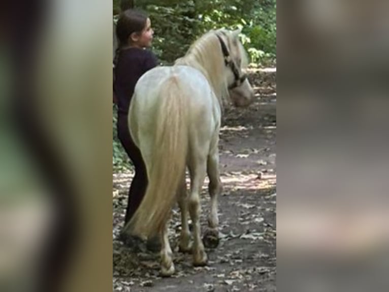 Meer ponys/kleine paarden Mix Hengst 8 Jaar 110 cm Perlino in Willich