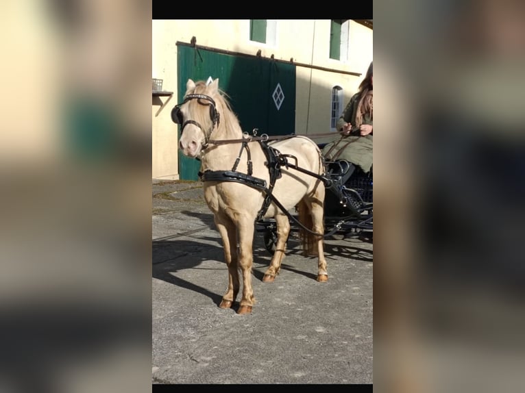 Meer ponys/kleine paarden Mix Hengst 8 Jaar 110 cm Perlino in Willich