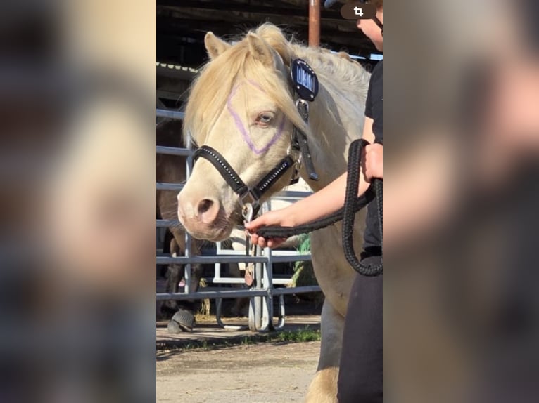 Meer ponys/kleine paarden Mix Hengst 8 Jaar 110 cm Perlino in Willich
