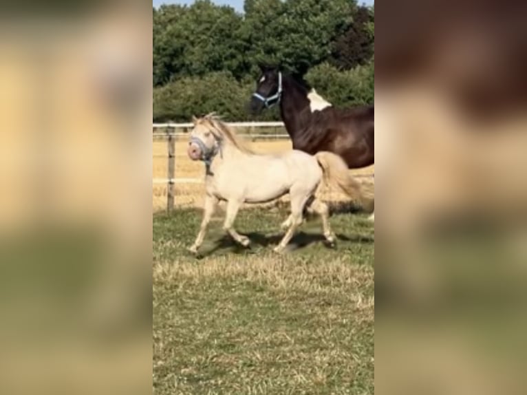 Meer ponys/kleine paarden Mix Hengst 8 Jaar 110 cm Perlino in Willich