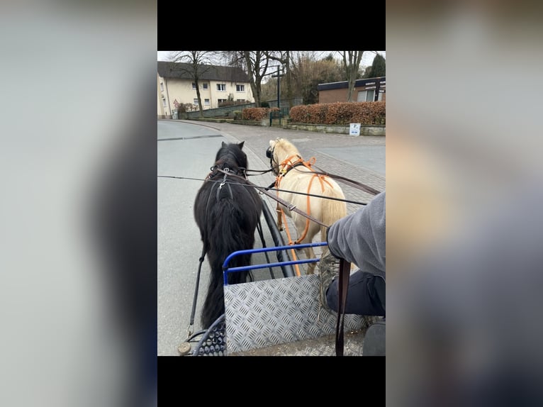 Meer ponys/kleine paarden Mix Hengst 8 Jaar 110 cm Perlino in Willich