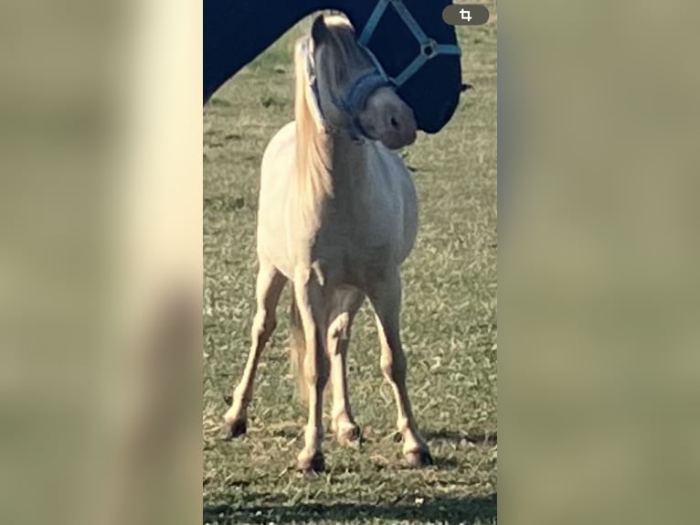 Meer ponys/kleine paarden Mix Hengst 8 Jaar 110 cm Perlino in Willich