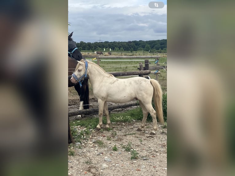 Meer ponys/kleine paarden Mix Hengst 8 Jaar 110 cm Perlino in Willich