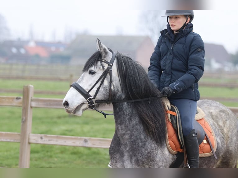 Meer ponys/kleine paarden Hengst 8 Jaar 145 cm Blauwschimmel in Bogaarden