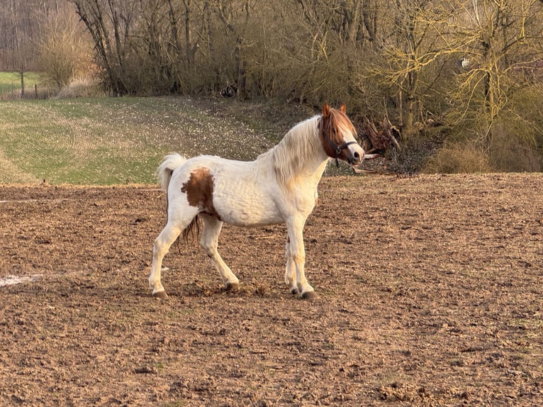 Meer ponys/kleine paarden Mix Hengst 9 Jaar 138 cm Gevlekt-paard in Kaltohmfeld
