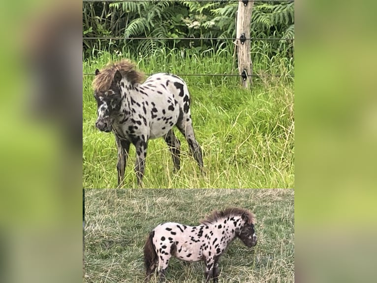 Meer ponys/kleine paarden Mix Hengst Veulen (04/2025) 118 cm Appaloosa in Freren