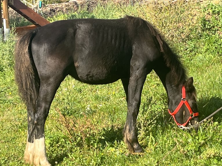 Meer ponys/kleine paarden Hengst Veulen (03/2025) 125 cm Zwart in Ursensollen