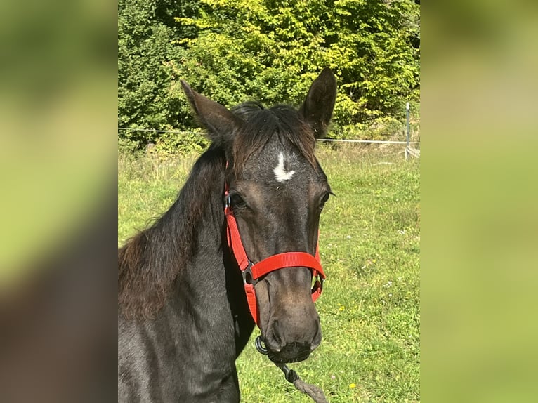 Meer ponys/kleine paarden Hengst Veulen (03/2025) 125 cm Zwart in Ursensollen