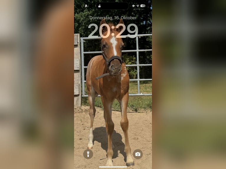 Meer ponys/kleine paarden Hengst Veulen (05/2025) 143 cm kan schimmel zijn in Suderburg