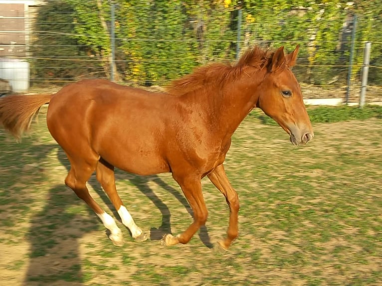 Meer ponys/kleine paarden Hengst Veulen (04/2026) 150 cm Vos in Öllingen