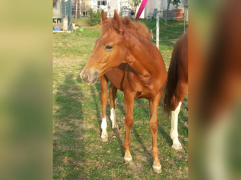 Meer ponys/kleine paarden Hengst Veulen (04/2026) 150 cm Vos in Öllingen