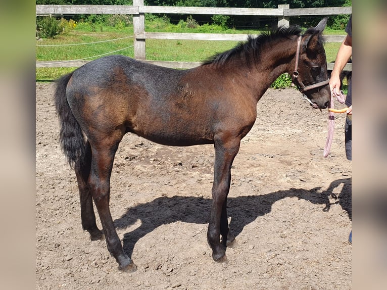 Meer ponys/kleine paarden Hengst Veulen (04/2025) 155 cm Zwartschimmel in Timmendorfer Strand