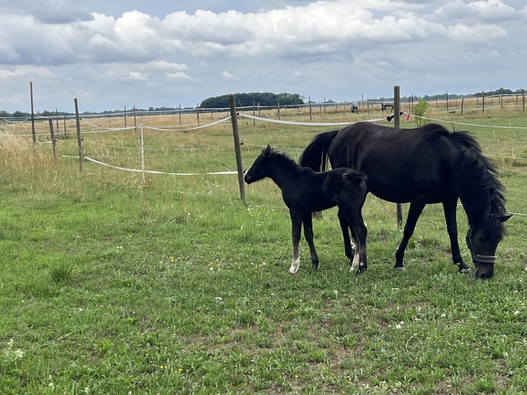 Meer ponys/kleine paarden Hengst Veulen (06/2026) Zwart in Ingolstadt