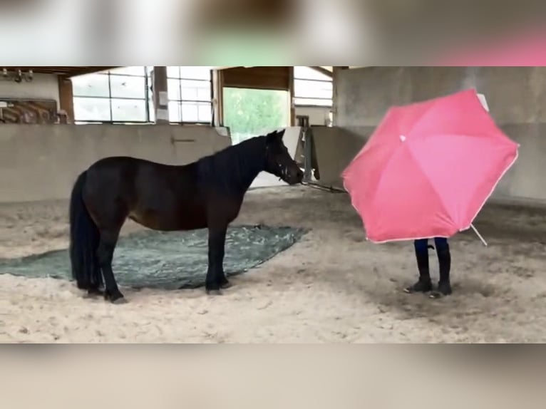 Meer ponys/kleine paarden Merrie 10 Jaar 120 cm Bruin in Weiterstadt