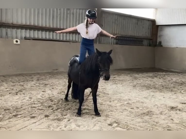 Meer ponys/kleine paarden Merrie 10 Jaar 120 cm Bruin in Weiterstadt
