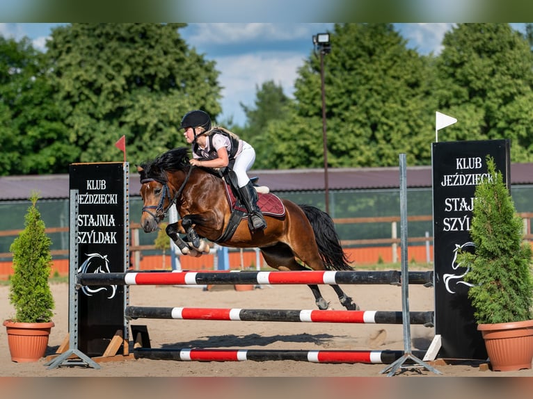 Meer ponys/kleine paarden Merrie 10 Jaar 120 cm Bruin in Olsztyn