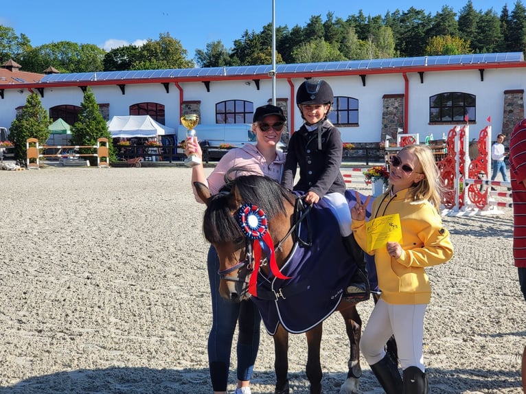 Meer ponys/kleine paarden Merrie 10 Jaar 120 cm Bruin in Olsztyn