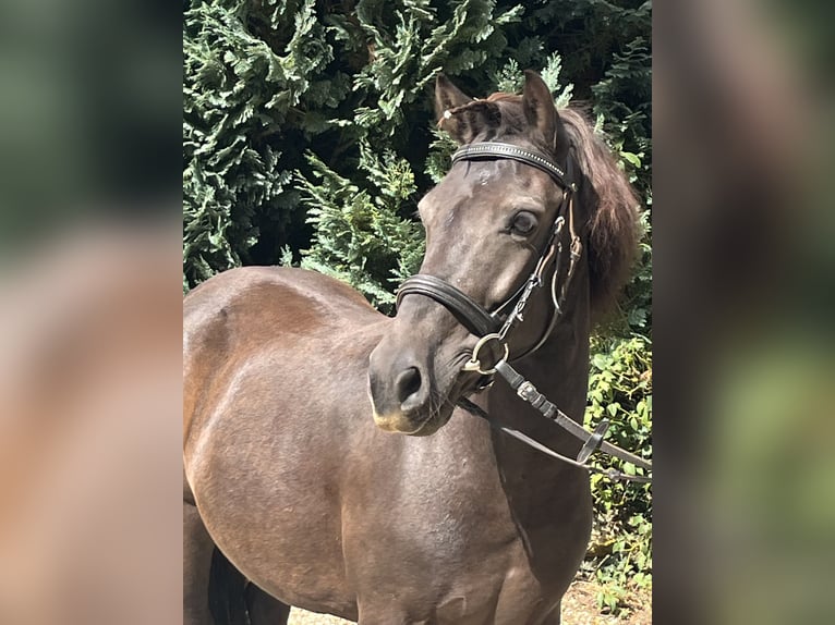 Meer ponys/kleine paarden Merrie 10 Jaar 124 cm Zwart in Ursensollen