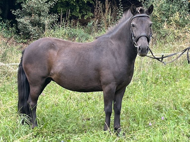 Meer ponys/kleine paarden Merrie 10 Jaar 124 cm Zwart in Ursensollen