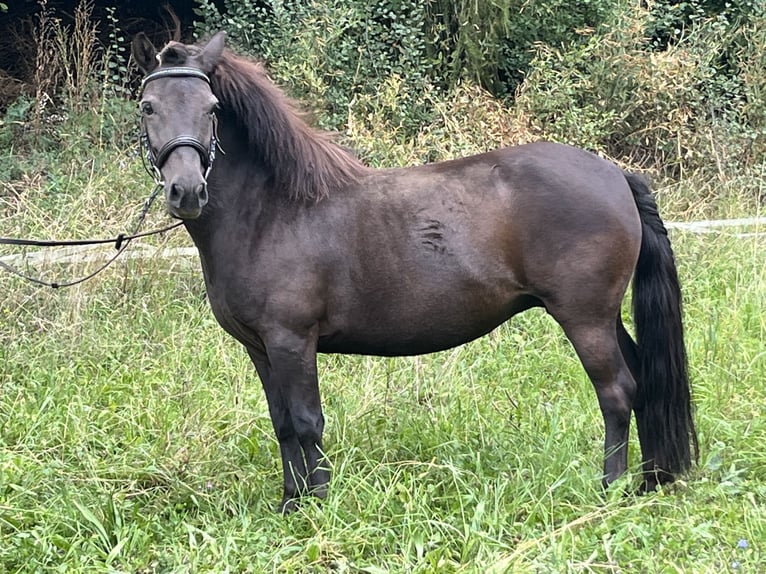 Meer ponys/kleine paarden Merrie 10 Jaar 124 cm Zwart in Ursensollen