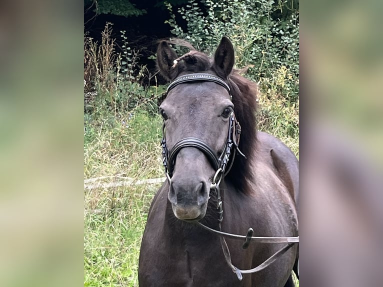 Meer ponys/kleine paarden Merrie 10 Jaar 124 cm Zwart in Ursensollen