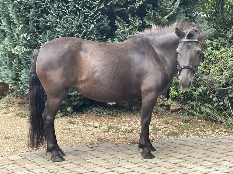 Meer ponys/kleine paarden Merrie 10 Jaar 124 cm Zwart in Ursensollen