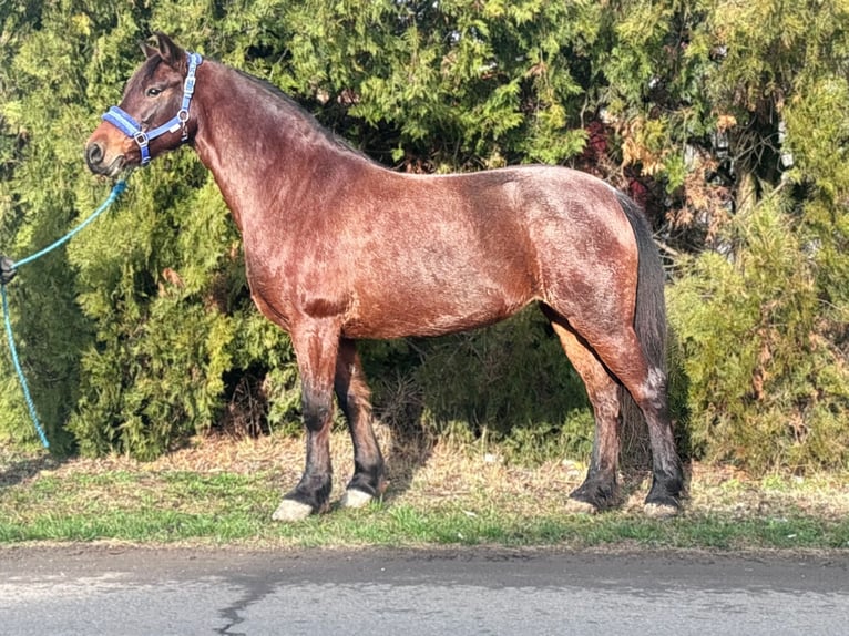 Meer ponys/kleine paarden Merrie 10 Jaar 137 cm Roan-Red in Békés