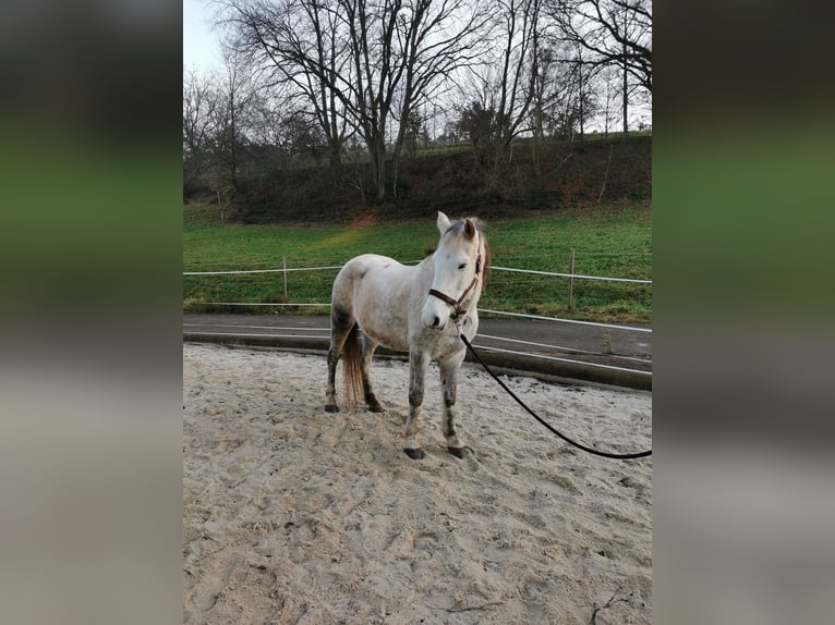 Meer ponys/kleine paarden Mix Merrie 10 Jaar 140 cm Schimmel in Silz