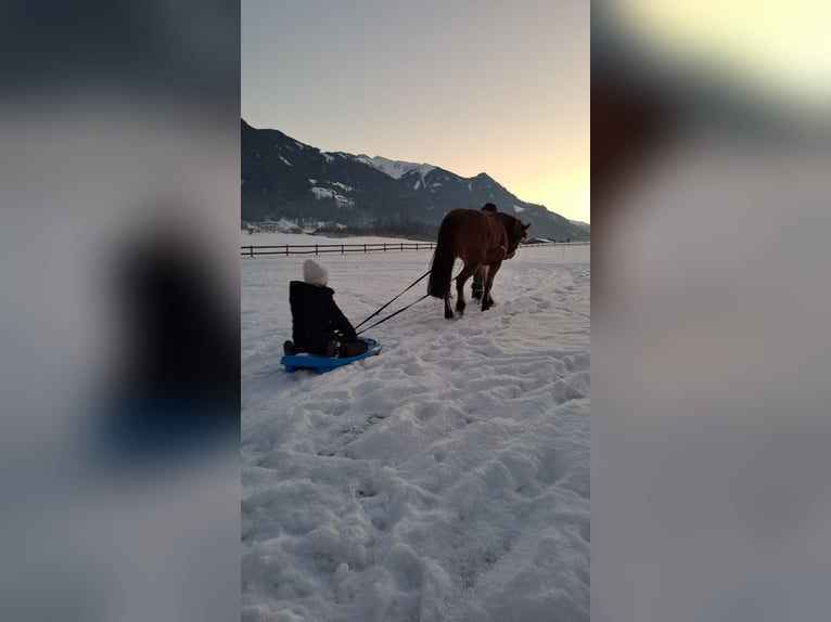 Meer ponys/kleine paarden Mix Merrie 10 Jaar 143 cm Bruin in Wiesing