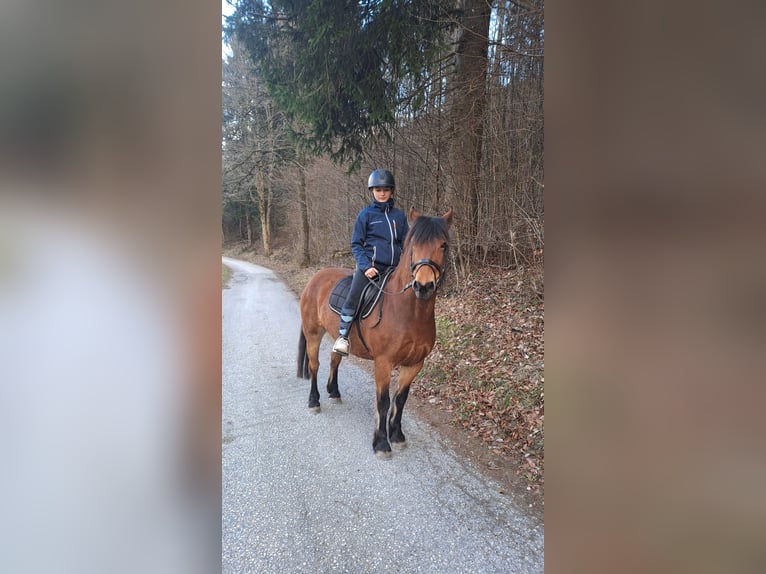 Meer ponys/kleine paarden Mix Merrie 10 Jaar 143 cm Bruin in Wiesing