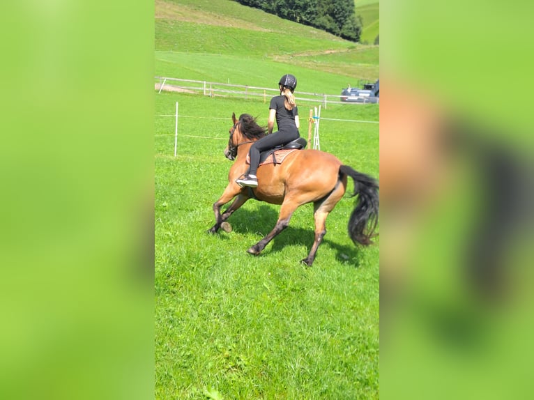 Meer ponys/kleine paarden Mix Merrie 10 Jaar 143 cm Bruin in Wiesing