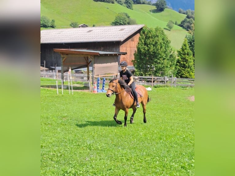 Meer ponys/kleine paarden Mix Merrie 10 Jaar 143 cm Bruin in Wiesing