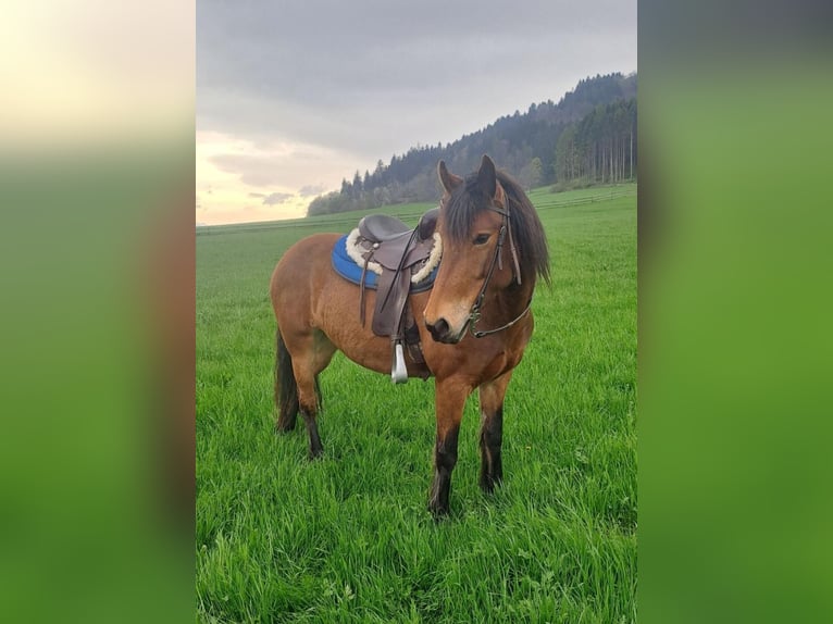 Meer ponys/kleine paarden Mix Merrie 10 Jaar 143 cm Bruin in Wiesing