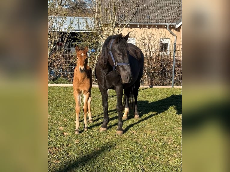 Meer ponys/kleine paarden Merrie 10 Jaar 144 cm Zwart in Daleiden