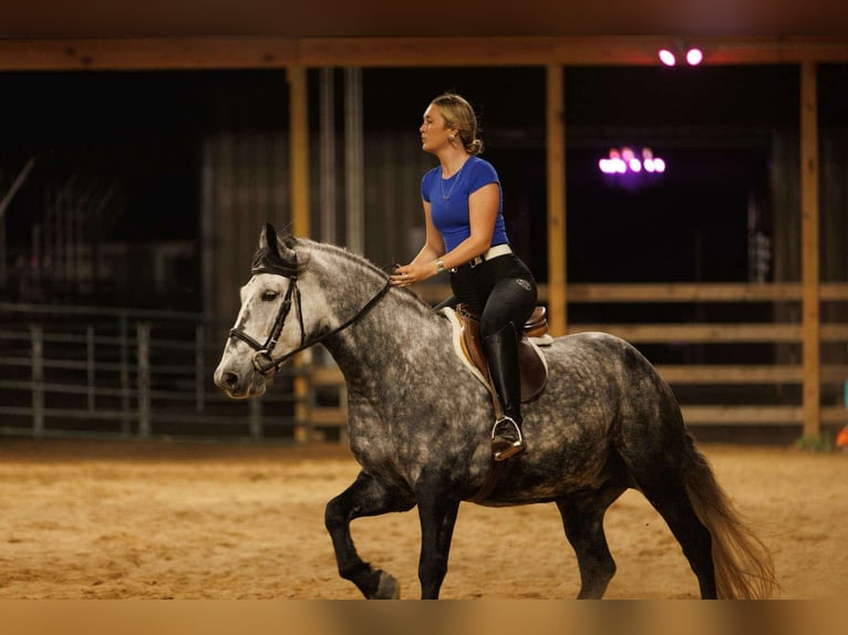 Meer ponys/kleine paarden Merrie 10 Jaar 145 cm Schimmel in Quitman