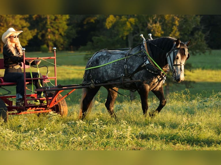 Meer ponys/kleine paarden Merrie 10 Jaar 145 cm Schimmel in Quitman