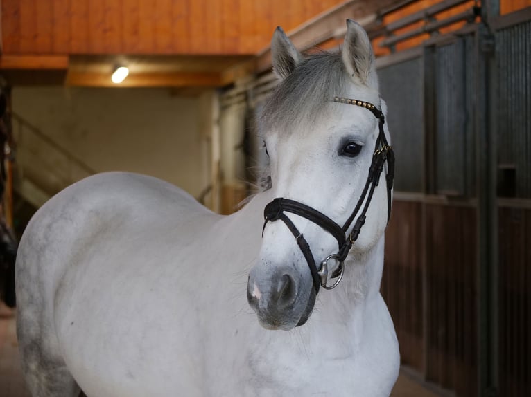 Meer ponys/kleine paarden Merrie 10 Jaar 147 cm Schimmel in Ankum