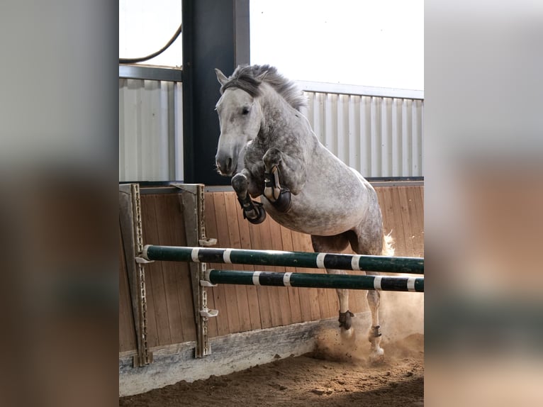 Meer ponys/kleine paarden Merrie 10 Jaar 147 cm Schimmel in Ankum