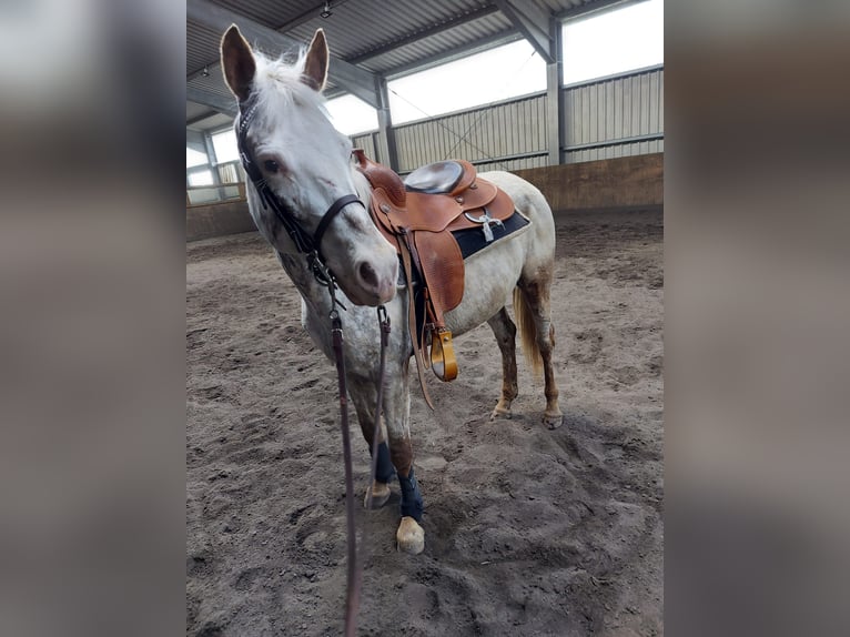 Meer ponys/kleine paarden Merrie 10 Jaar 148 cm Roan-Red in Zellingen