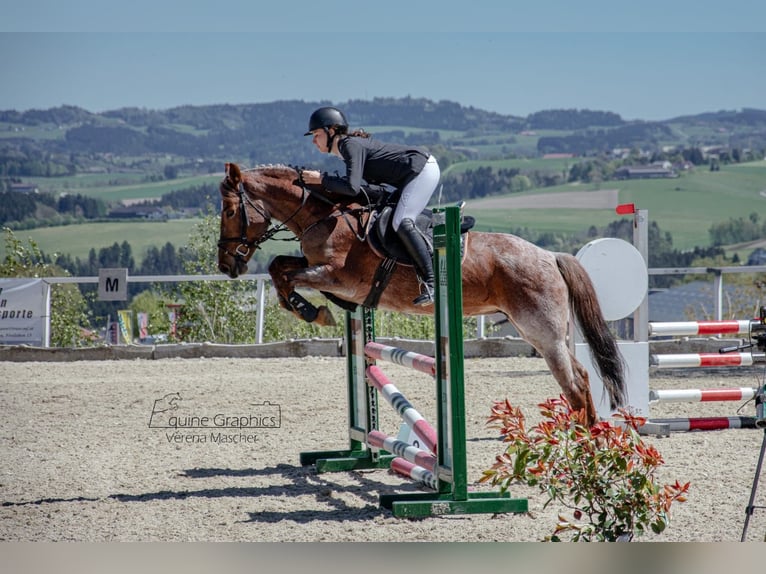 Meer ponys/kleine paarden Mix Merrie 10 Jaar 149 cm Vos in Gschwandt