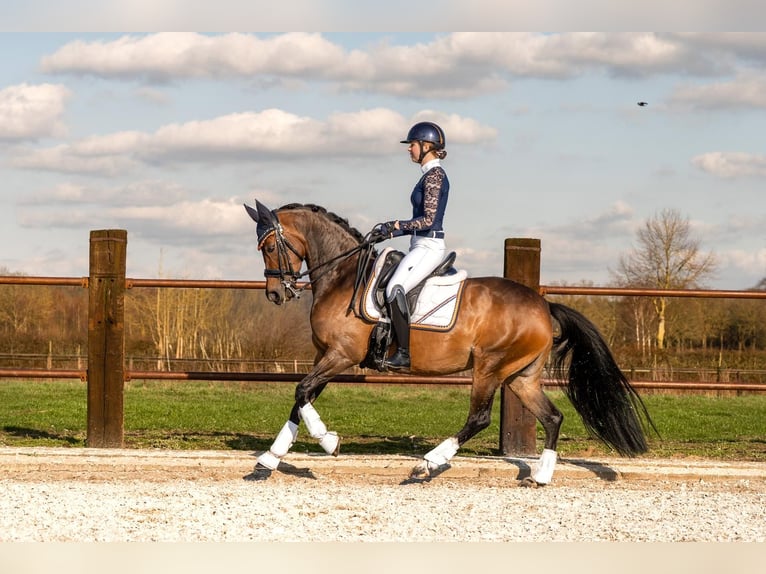 Meer ponys/kleine paarden Merrie 10 Jaar 155 cm Bruin in Oostwoud