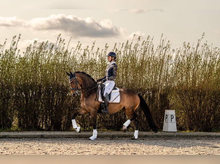 Meer ponys/kleine paarden Merrie 10 Jaar 155 cm Bruin in Oostwoud