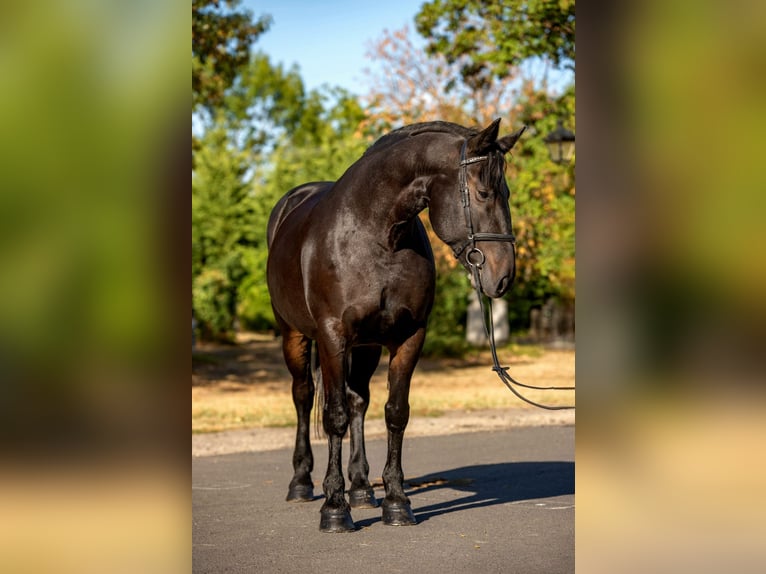 Meer ponys/kleine paarden Merrie 10 Jaar 155 cm Donkerbruin in Neugaarz