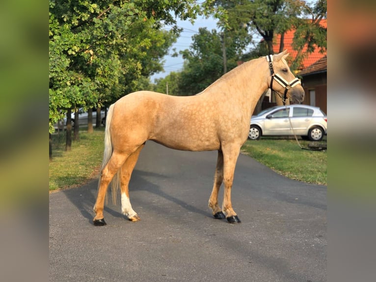 Meer ponys/kleine paarden Merrie 10 Jaar 155 cm Palomino in B&#xE9;k&#xE9;scsaba