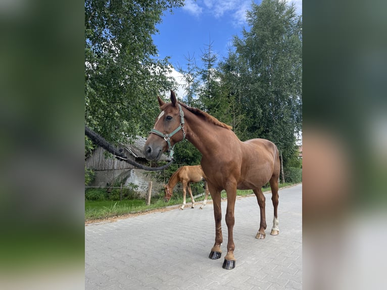 Meer ponys/kleine paarden Mix Merrie 10 Jaar 155 cm Vos in Jeziorany