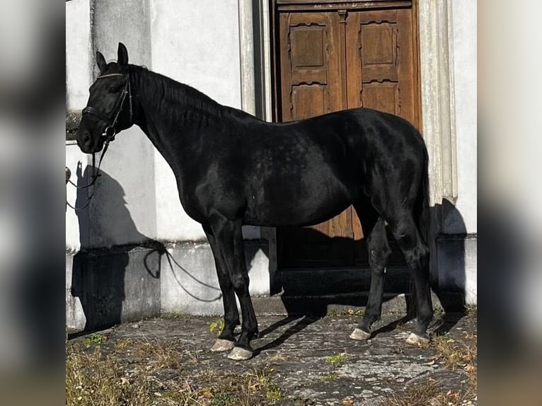 Meer ponys/kleine paarden Merrie 10 Jaar 170 cm Zwart in Wels