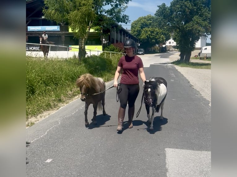 Meer ponys/kleine paarden Merrie 10 Jaar 95 cm Gevlekt-paard in Pelmberg